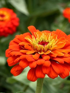 A bright orange zinnia blossom in the flower garden.