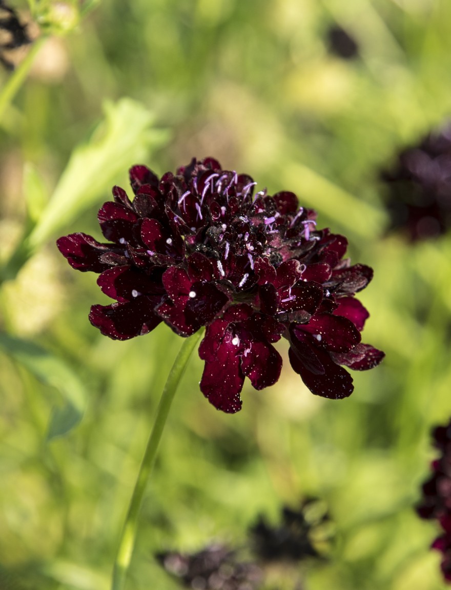 Scabiosa atropurpurea 'Black Night'