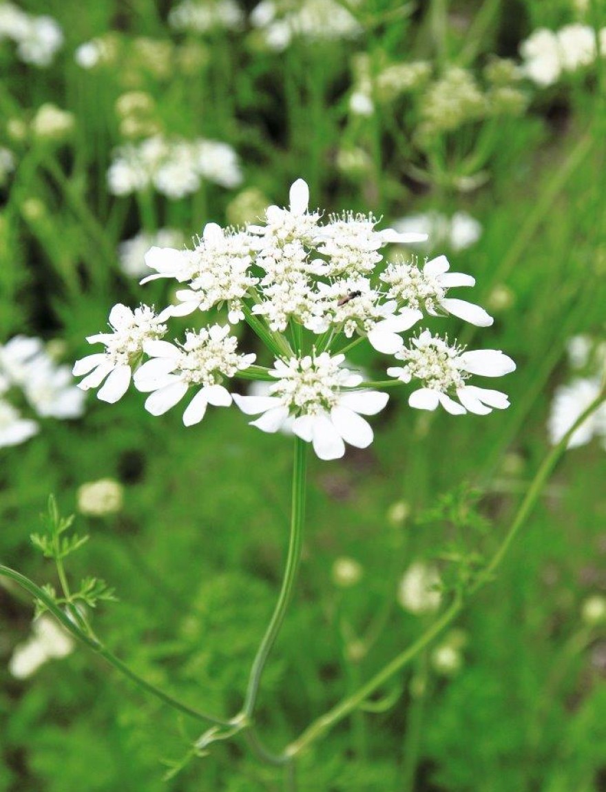 Orlaya grandiflora