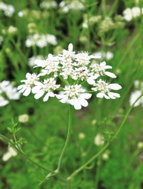 Orlaya grandiflora