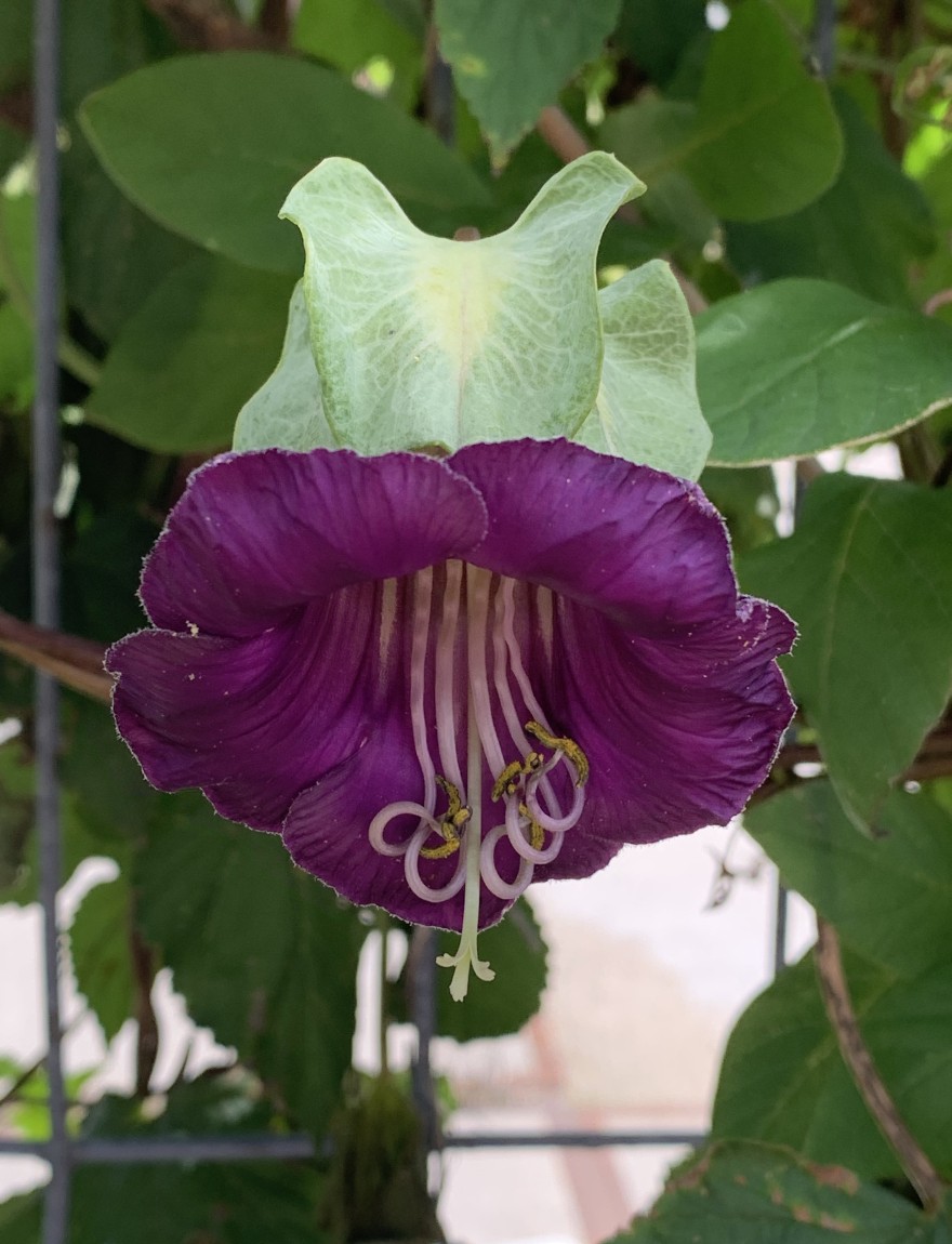 Cobaea scandens