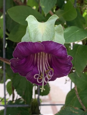 Cobaea scandens