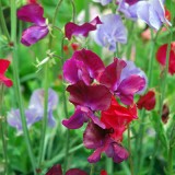 Close- up of multicolored blooming sweet peas. Sweet pea (Lathyrus Odoratus) is an annual climbing plant with a wonderful fragrance.