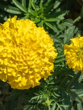 Yellow flower buds, marigolds in the flower bed, floral background