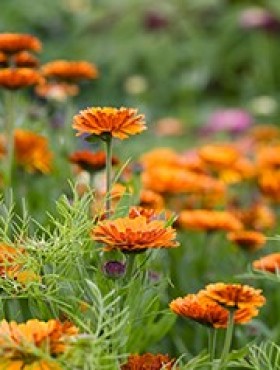 Calendula officinalis 'Indian Prince'