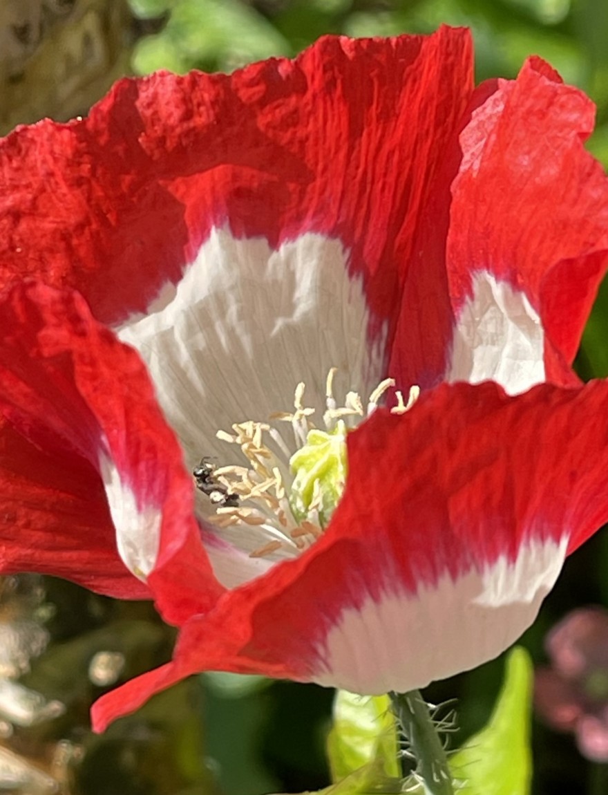 Papaver somniferum 'Danish Flag'