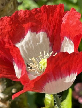 Papaver somniferum 'Danish Flag'