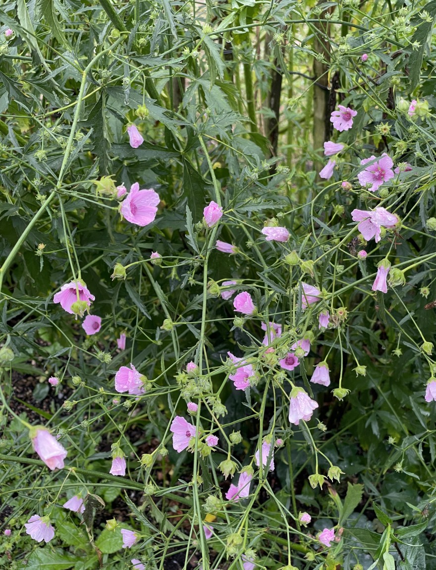 Althaea cannabina