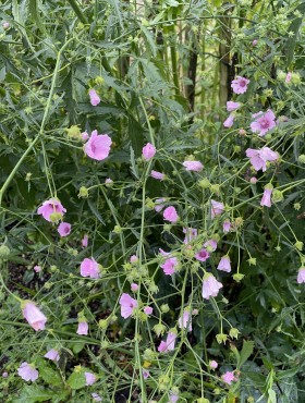 Althaea cannabina