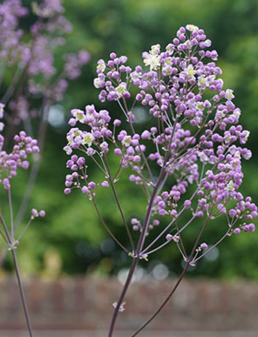 Thalictrum rochebrunianum