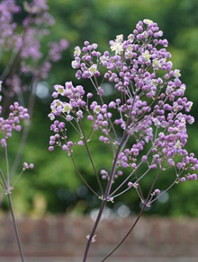 Thalictrum rochebrunianum