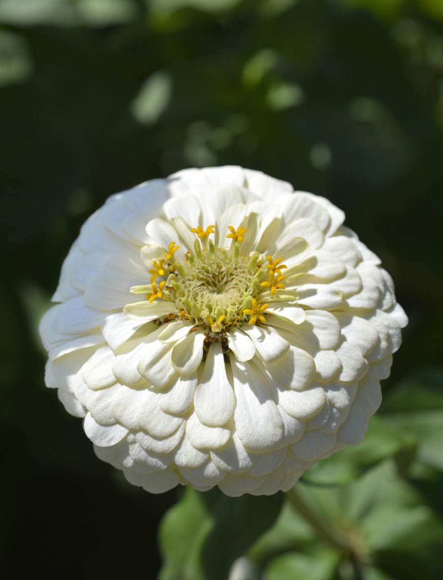 Zinnia Polar Bear flower - Latin name - Zinnia elegans Polar Bear