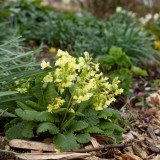 Primula elatior