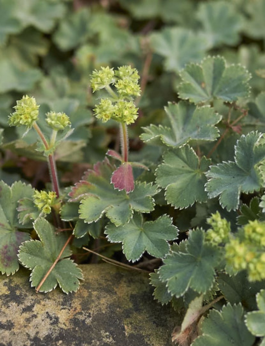 Alchemilla erythropoda close up