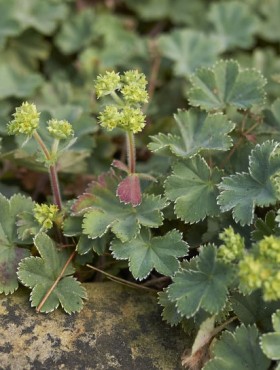 Alchemilla erythropoda close up