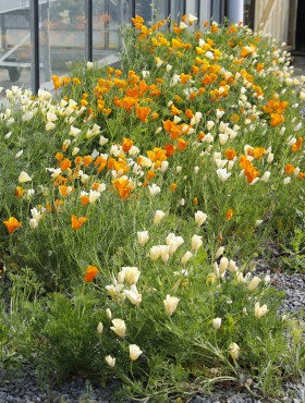 Eschscholzia californica