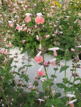 Salvia ‘Coral Nymph’