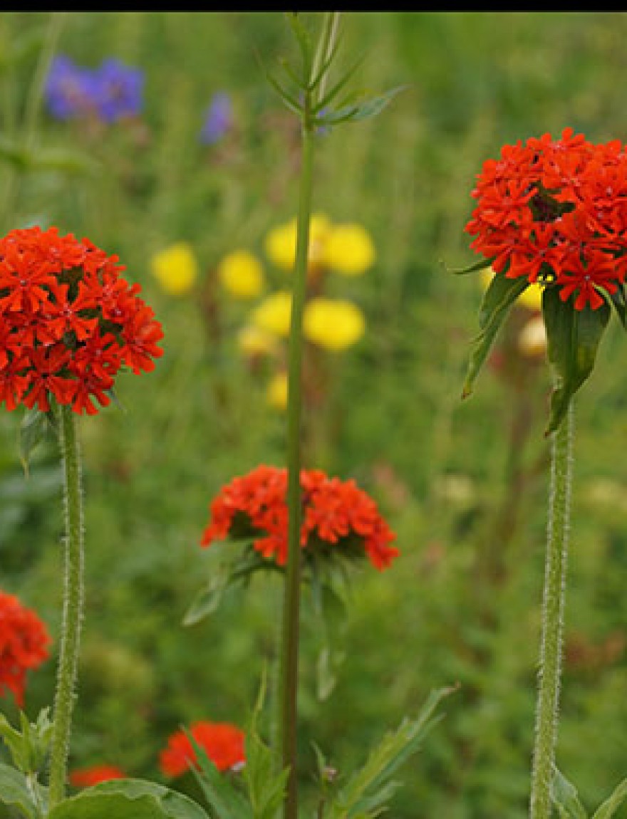 Lychnis chalcedonica