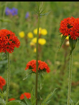 Lychnis chalcedonica