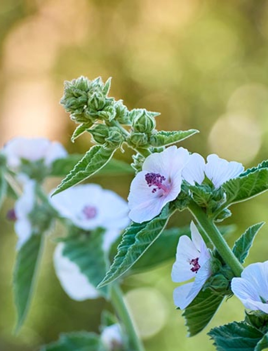 Wild flower Althaea officinalis in the garden.