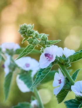 Wild flower Althaea officinalis in the garden.