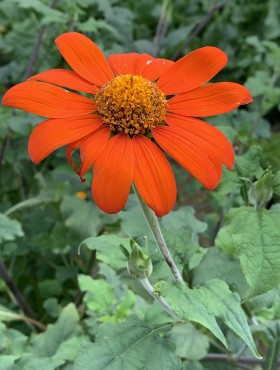 Tithonia rotundifolia