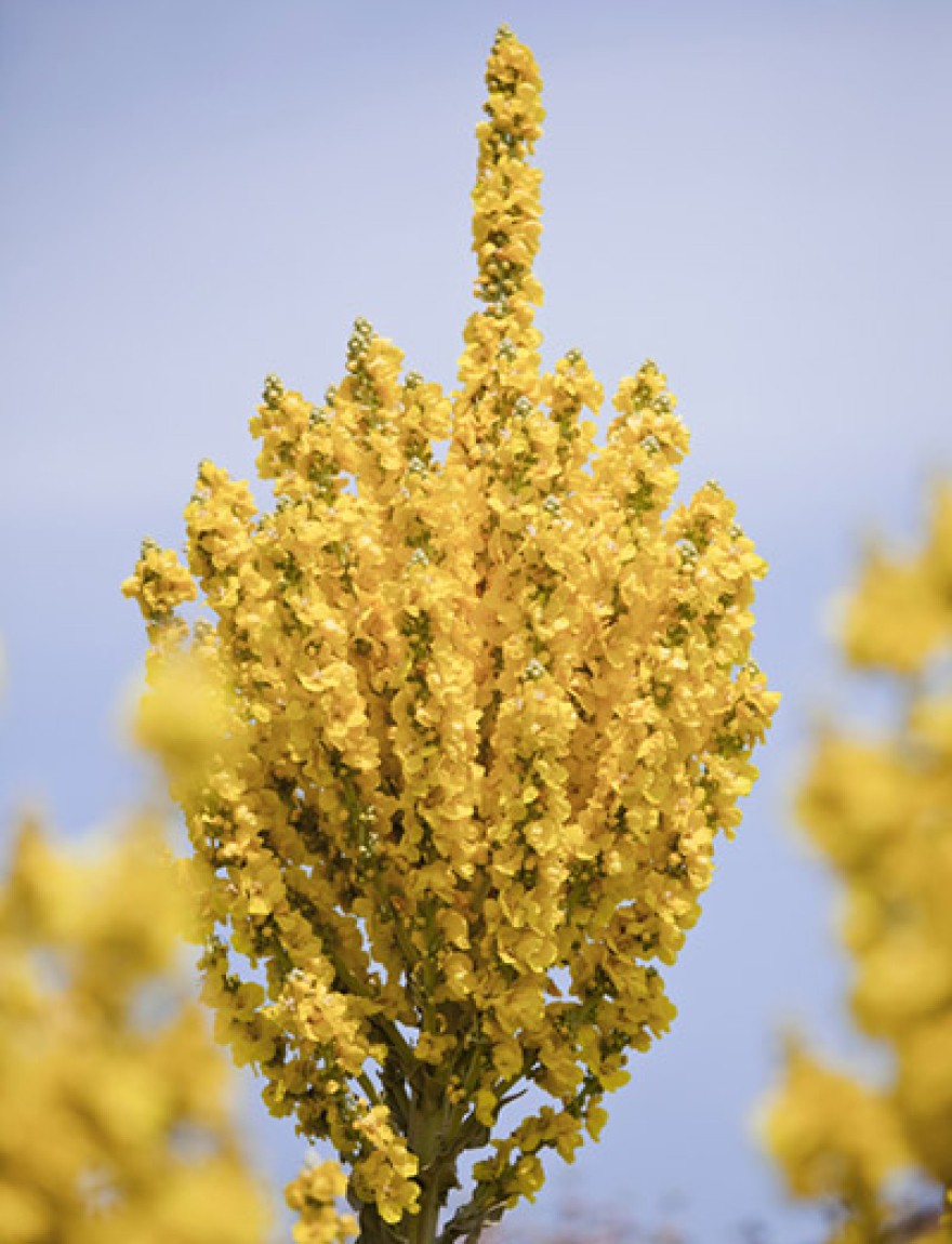 "Verbascum Olympicum is a semi-evergreen perennial mullein, originating from the Mount Olympus region of Greece. It produces tall flowering spikes of bright yellow flowers up to 2 meters high. It is a spectacular plant when flowering and can be grown in beds that are essentially dry, stony and well drained in full sun."