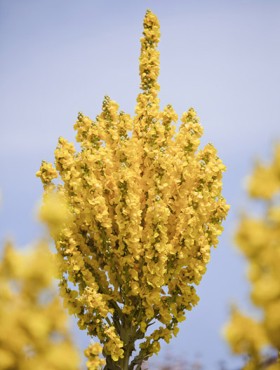 "Verbascum Olympicum is a semi-evergreen perennial mullein, originating from the Mount Olympus region of Greece. It produces tall flowering spikes of bright yellow flowers up to 2 meters high. It is a spectacular plant when flowering and can be grown in beds that are essentially dry, stony and well drained in full sun."