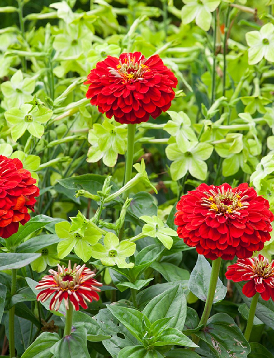 Zinnia elegans 'Oriole' with Nicotiana alata 'Lime Green'