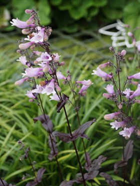 Penstemon digitalis 'Husker Red'