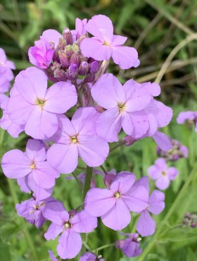 Hesperis matronalis (lila)