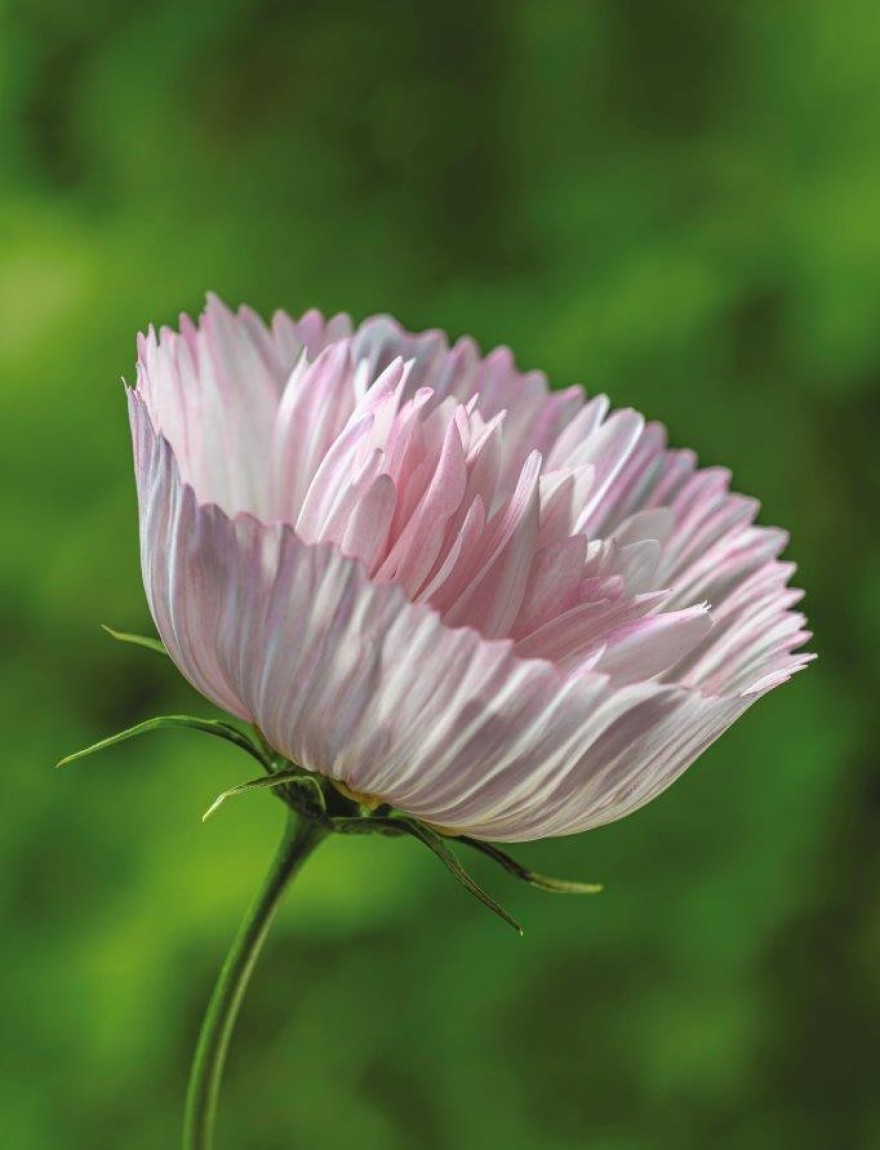 Cosmos 'Cupcakes Blush'