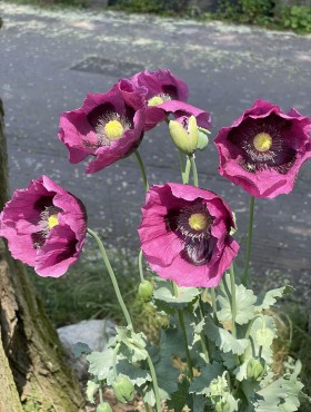 Papaver somniferum 'Laurens Grape'