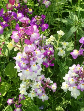 Linaria maroccana 'Northern Lights'