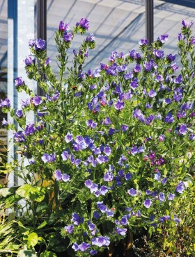 Echium plantagineum 'Blue Bedder'