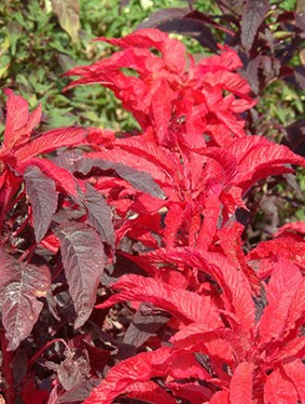 Amaranthus bicolor 'Molten Fire'