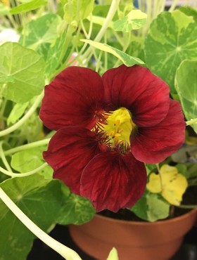 Tropaeolum majus 'Alaska' (mengsel)