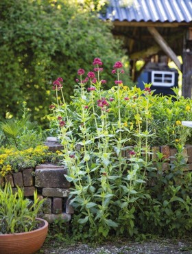 Centranthus ruber