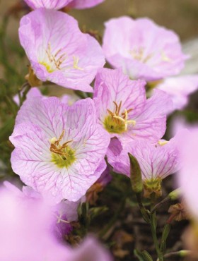 Oenothera speciosa 'Siskyou Pink'