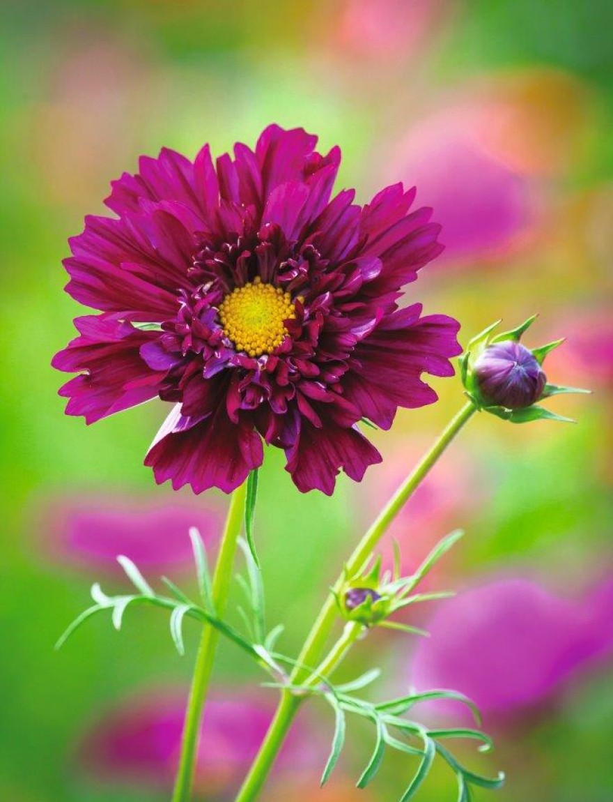 Cosmos 'Double Click Cranberries'