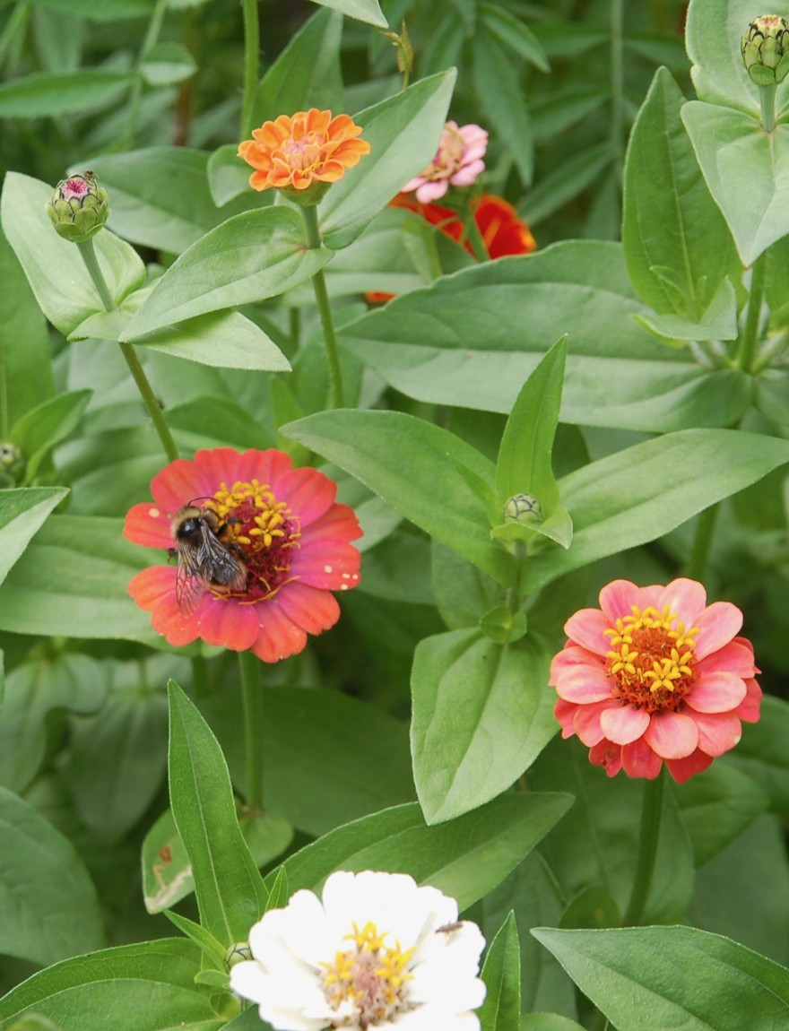 Zinnia elegans 'Button Box Mixture'