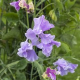 Sweet pea flowers (Lathyrus odoratus)