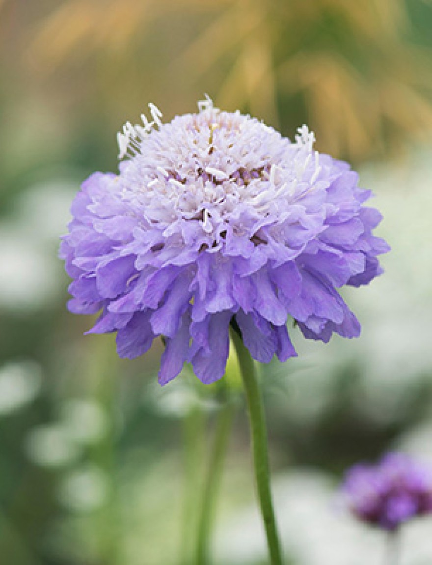 E5AE9F Scabiosa atropurpurea Oxford Blue . Pincushion Flower. Sweet Scabious