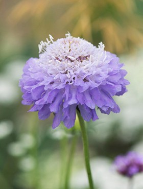 E5AE9F Scabiosa atropurpurea Oxford Blue . Pincushion Flower. Sweet Scabious