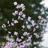 Thalictrum rochebrunianum blooming