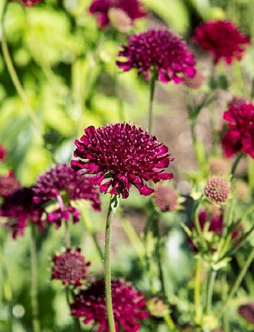 Knautia macedonica 'Red Cherries'