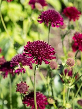 Knautia macedonica 'Red Cherries'